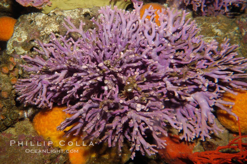 Hydrocoral., Allopora californica, Stylaster californicus, natural history stock photograph, photo id 08832