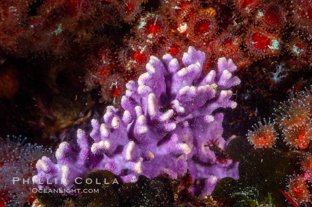 Purple hydrocoral, a small (6 inch) cluster, grows on a rocky reef in deep cold water. Santa Barbara Island, California, USA, Allopora californica, Stylaster californicus, natural history stock photograph, photo id 10176