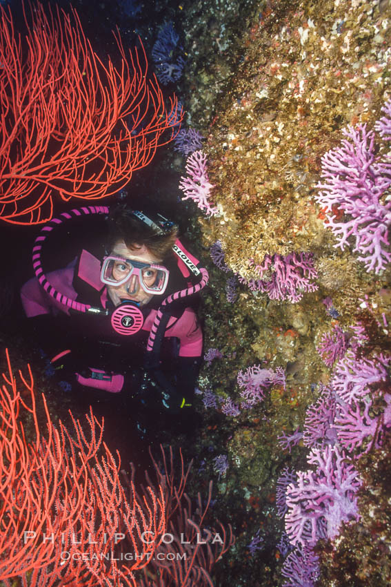 Hydrocoral and gorgonian. San Clemente Island, California, USA, Allopora californica, Stylaster californicus, Leptogorgia chilensis, Lophogorgia chilensis, natural history stock photograph, photo id 00637