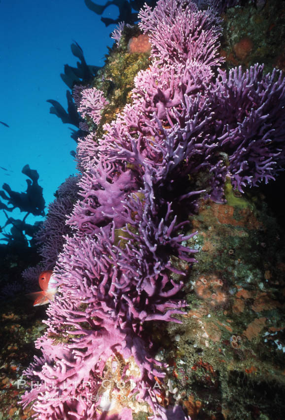 Hydrocoral, Farnsworth Bank. Catalina Island, California, USA, Allopora californica, Stylaster californicus, natural history stock photograph, photo id 02337