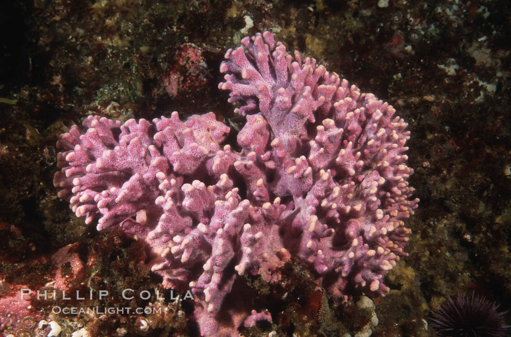 Hydrocoral. Santa Barbara Island, California, USA, Allopora californica, Stylaster californicus, natural history stock photograph, photo id 03441