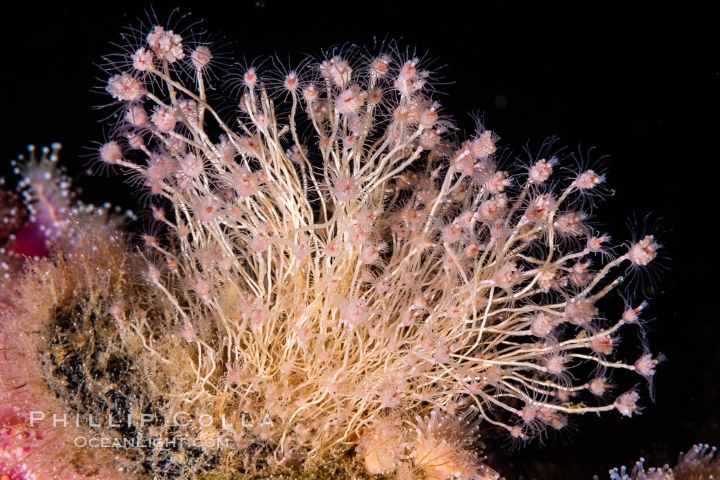Unidentified likely hydroid, filtering nutrients from passing ocean currents, oil rigs, southern California., natural history stock photograph, photo id 35078