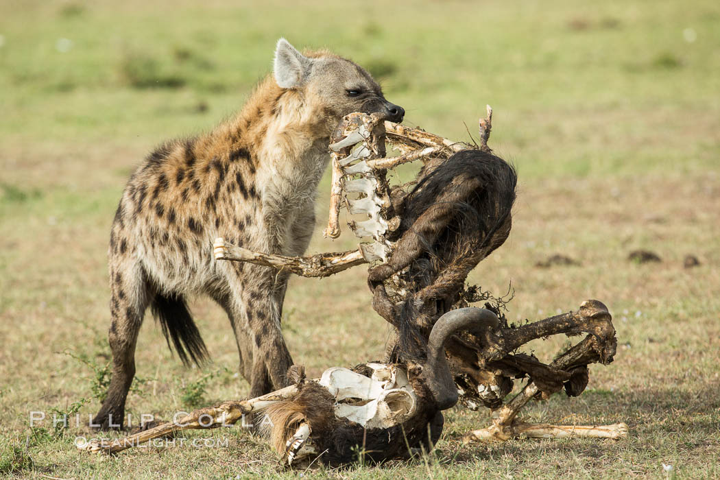 Hyena consuming wildebeest carcass, Kenya, They hyena has strong jaws that allow it to break carcass bones and eat the marrow within. Olare Orok Conservancy, Crocuta crocuta, natural history stock photograph, photo id 29998