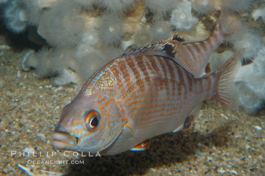 Rainbow surfperch., Hypsurus caryi, natural history stock photograph, photo id 09007