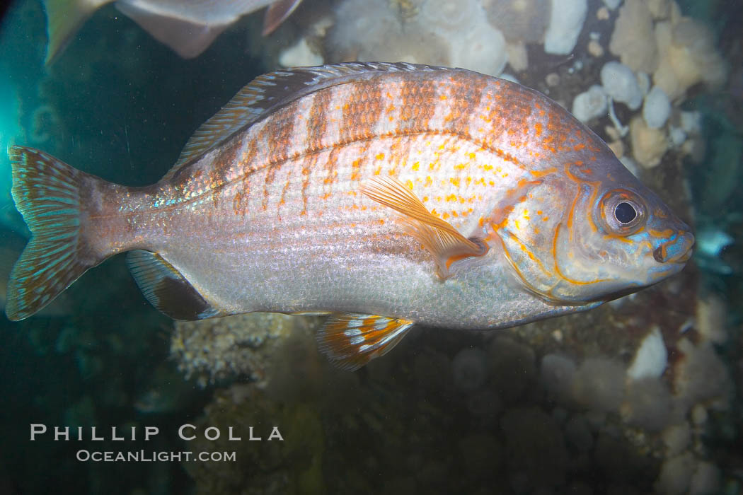 Rainbow seaperch., Hypsurus caryi, natural history stock photograph, photo id 14011