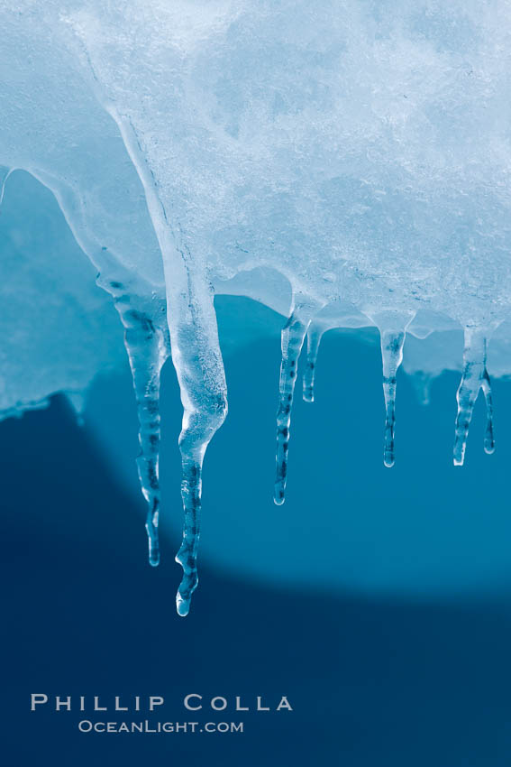 Icicles and melting ice, hanging from the edge of an blue iceberg.  Is this the result of climate change and global warming?. Brown Bluff, Antarctic Peninsula, Antarctica, natural history stock photograph, photo id 24804