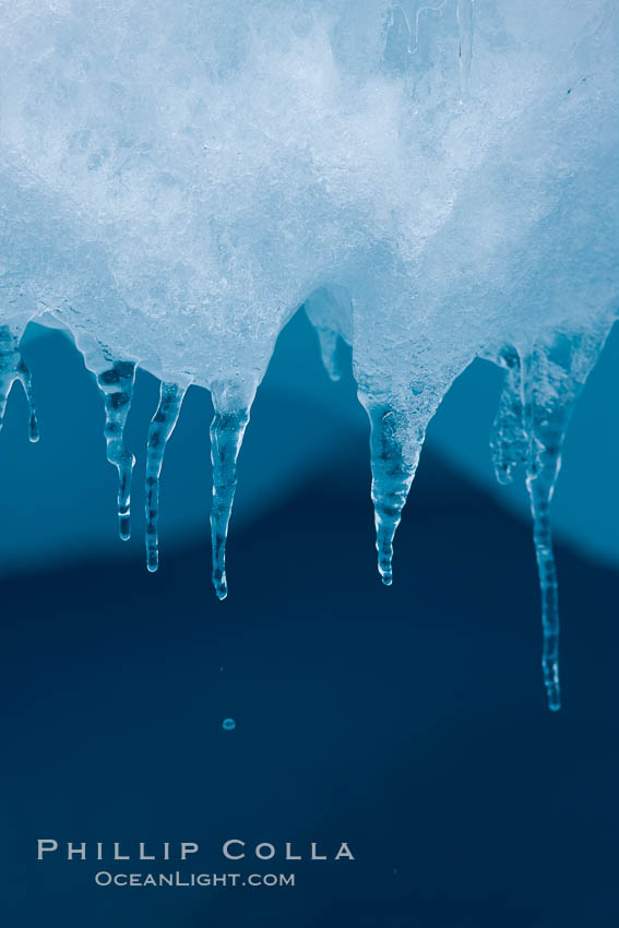 Icicles and melting ice, hanging from the edge of an blue iceberg.  Is this the result of climate change and global warming?. Brown Bluff, Antarctic Peninsula, Antarctica, natural history stock photograph, photo id 24865
