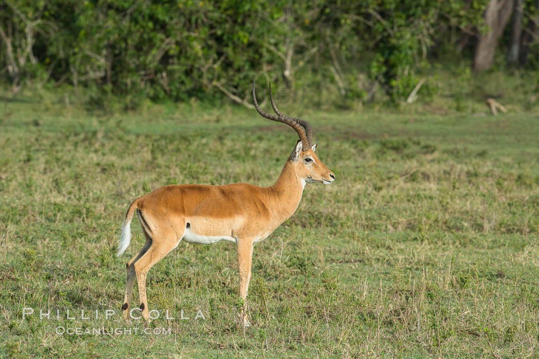 Impala, Maasai Mara, Kenya. Maasai Mara National Reserve, Aepyceros melampus, natural history stock photograph, photo id 29954
