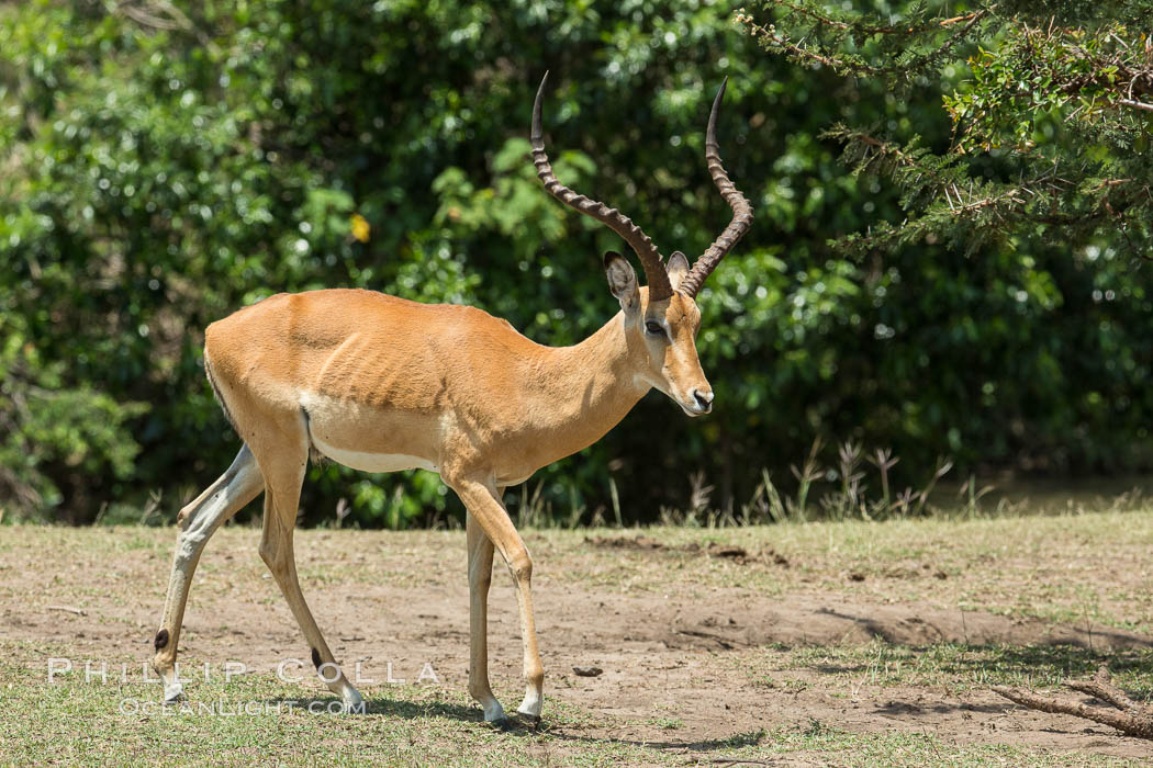 Impala, Maasai Mara, Kenya. Olare Orok Conservancy, Aepyceros melampus, natural history stock photograph, photo id 30014