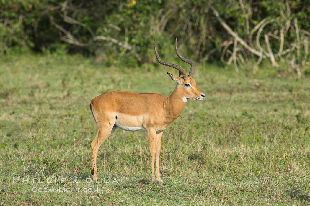 Impala, Maasai Mara, Kenya. Maasai Mara National Reserve, Aepyceros melampus, natural history stock photograph, photo id 29956