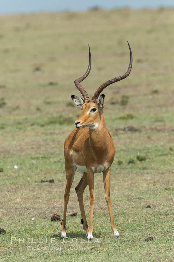 Impala, Maasai Mara, Kenya. Olare Orok Conservancy, Aepyceros melampus, natural history stock photograph, photo id 30055