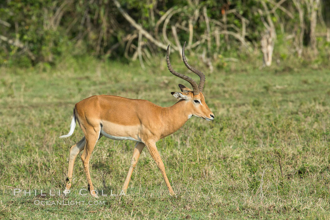 Impala, Maasai Mara, Kenya. Maasai Mara National Reserve, Aepyceros melampus, natural history stock photograph, photo id 29957