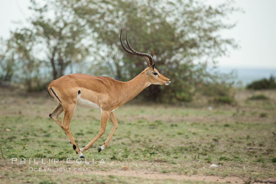 Impala, Maasai Mara, Kenya. Olare Orok Conservancy, Aepyceros melampus, natural history stock photograph, photo id 29993