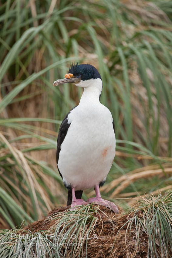 Imperial shag or blue-eyed shag, in tussock grass.  The Imperial Shag is about 30" long and 4-8 lbs, with males averaging larger than females.  It can dive as deep as 80' while foraging for small benthic fish, crustaceans, polychaetes, gastropods and octopuses. New Island, Falkland Islands, United Kingdom, Leucocarbo atriceps, Phalacrocorax atriceps, natural history stock photograph, photo id 23762