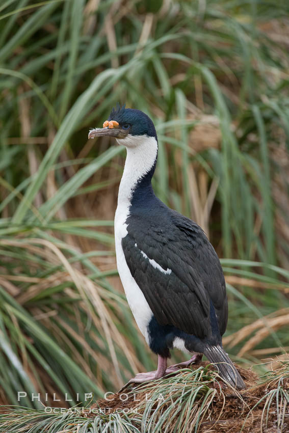 Imperial shag or blue-eyed shag, in tussock grass.  The Imperial Shag is about 30" long and 4-8 lbs, with males averaging larger than females.  It can dive as deep as 80' while foraging for small benthic fish, crustaceans, polychaetes, gastropods and octopuses. New Island, Falkland Islands, United Kingdom, Leucocarbo atriceps, Phalacrocorax atriceps, natural history stock photograph, photo id 23761