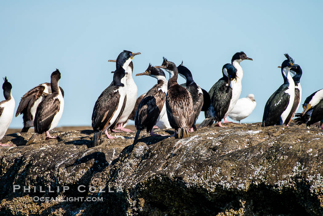 Imperial Shag, Phalacrocorax atriceps or Blue-eyed Cormorant, Puerto Piramides, UNESCO Natural World Heritage Site, Golfo Nuevo. Chubut, Argentina, natural history stock photograph, photo id 38366