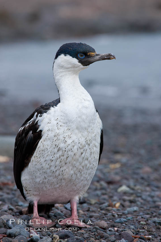 Imperial shag, or blue-eyed shag. Livingston Island, Antarctic Peninsula, Antarctica, Leucocarbo atriceps, Phalacrocorax atriceps, natural history stock photograph, photo id 25912