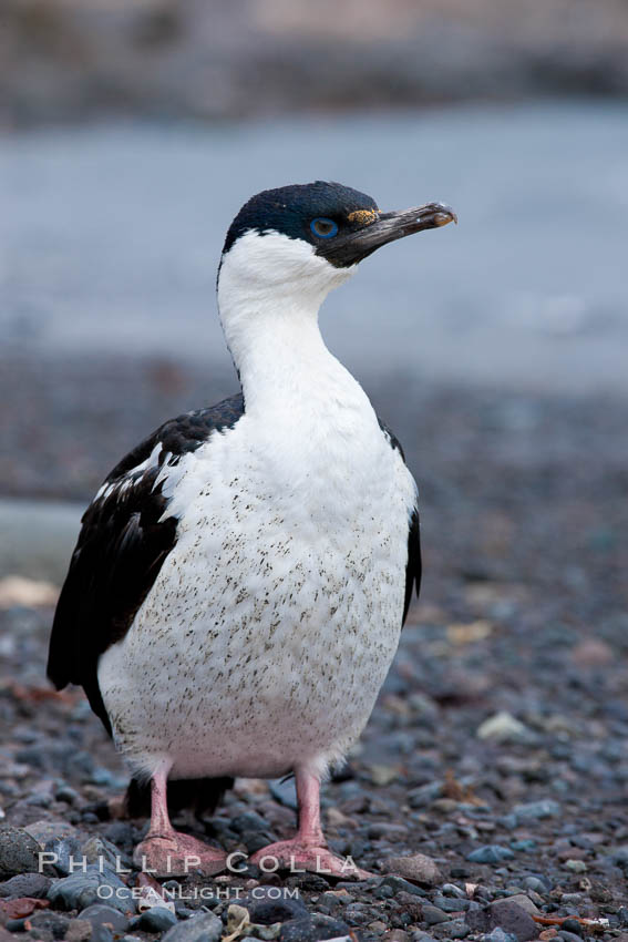 Imperial shag, or blue-eyed shag. Livingston Island, Antarctic Peninsula, Antarctica, Leucocarbo atriceps, Phalacrocorax atriceps, natural history stock photograph, photo id 25933