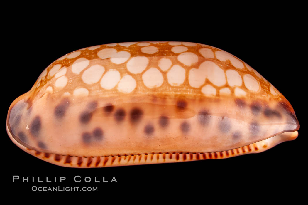 Retifera form of Indian Jester Cowrie., Cypraea scurra indica retifera, natural history stock photograph, photo id 08120