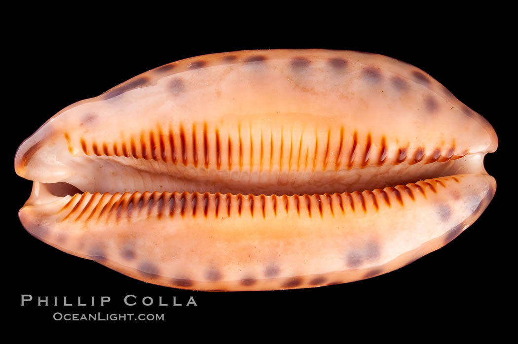 Retifera form of Indian Jester Cowrie., Cypraea scurra indica retifera, natural history stock photograph, photo id 08119