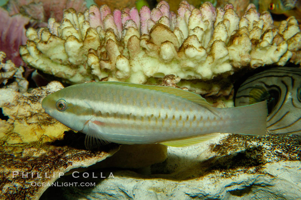 Unidentified Indo-Pacific wrasse fish., natural history stock photograph, photo id 09480