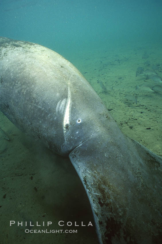 West Indian manatee at Three Sisters Springs, Florida. Crystal River, USA, Trichechus manatus, natural history stock photograph, photo id 02651