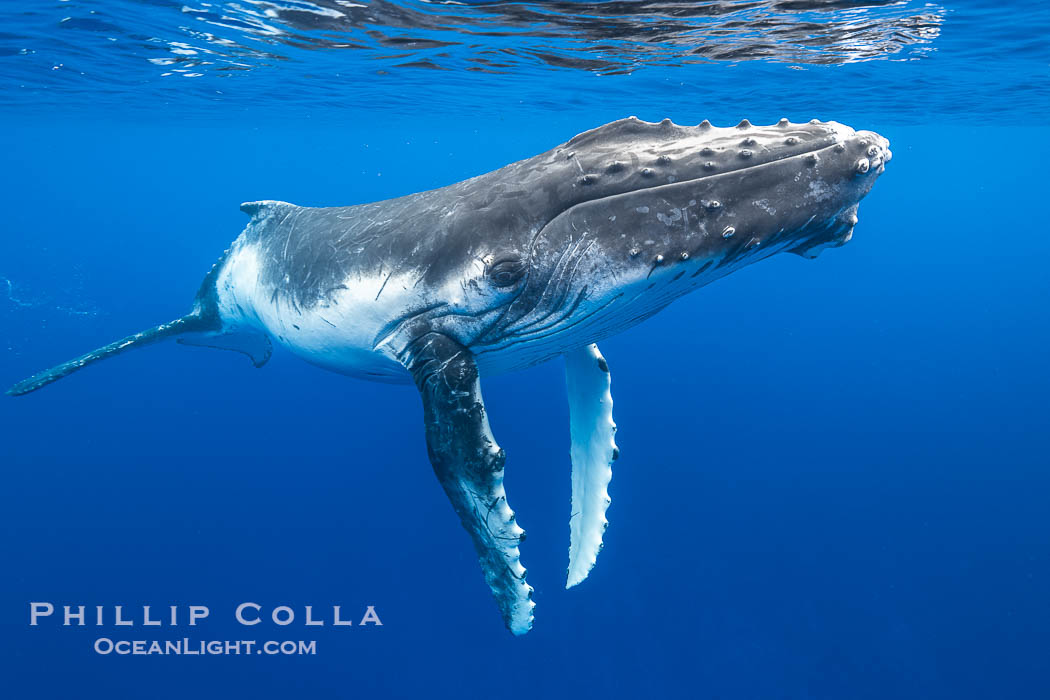 Inquisitive Calf South Pacific Humpback Whale Underwater, Moorea, French Polynesia, Megaptera novaeangliae Inquisitive Calf South Pacific Humpback Whale Underwater, Moorea, French Polynesia, Megaptera novaeangliae