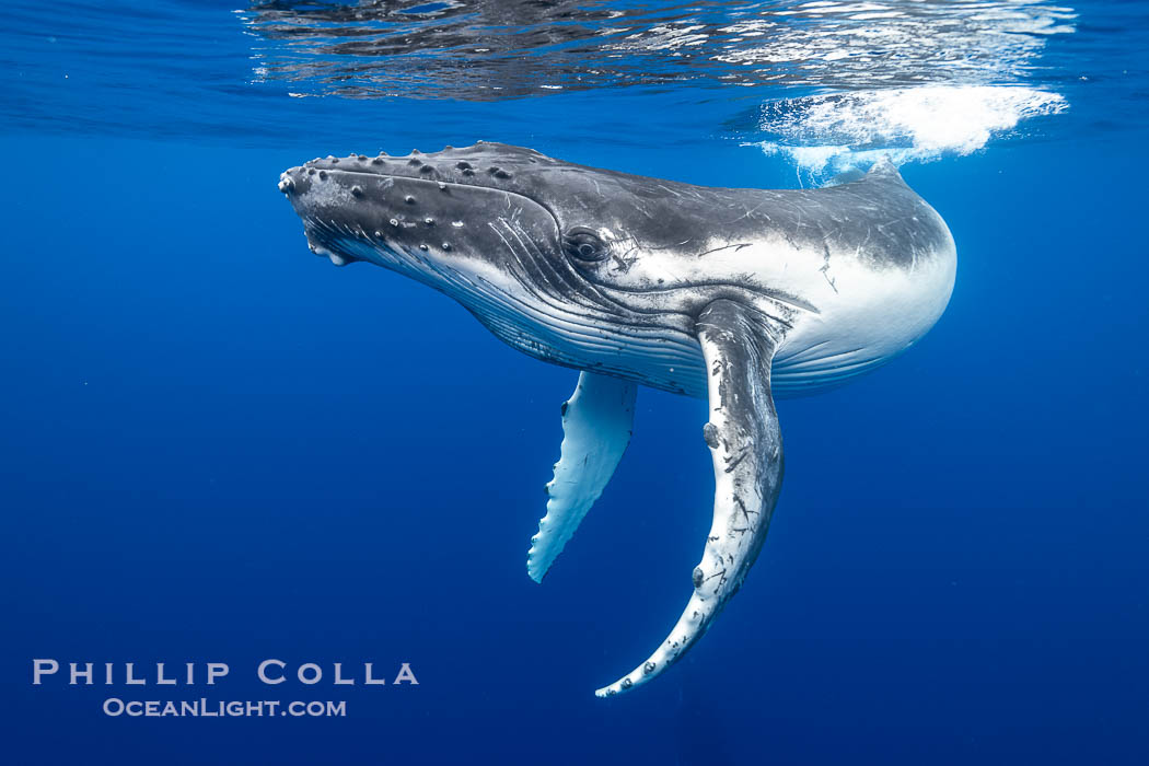 Inquisitive Calf South Pacific Humpback Whale Underwater, Moorea, French Polynesia. France, Megaptera novaeangliae, natural history stock photograph, photo id 40649
