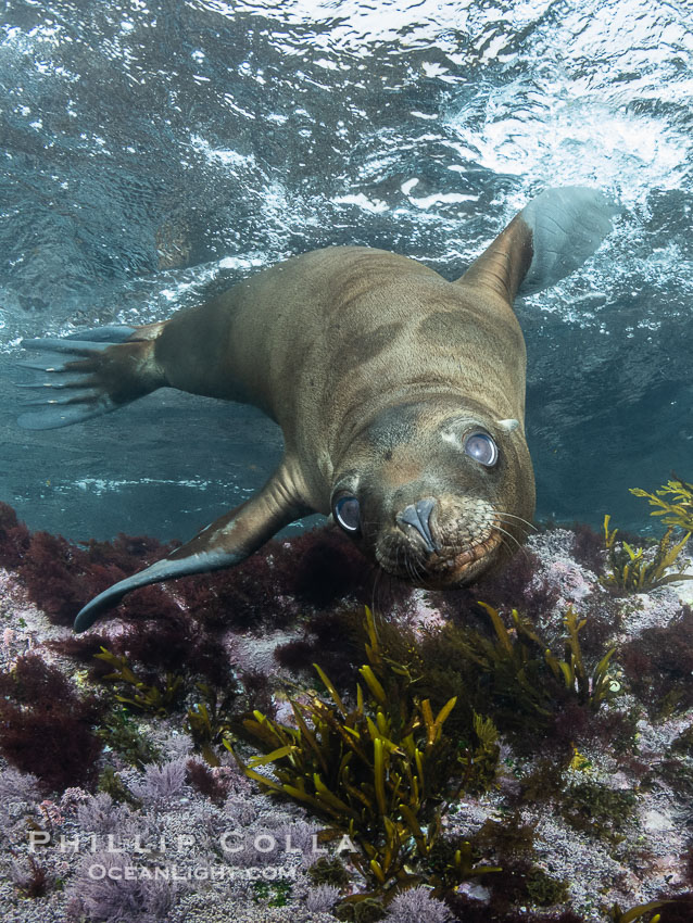 Inquisitive young California sea lion underwater, this is a pup-of-the-year born in June and only about five months old, Coronado Islands near San Diego, Baja California, Mexico., Zalophus californianus, natural history stock photograph, photo id 40686