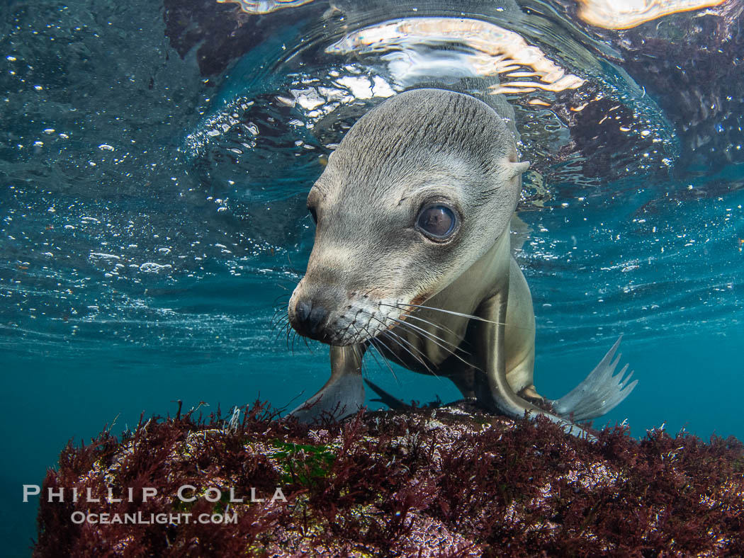 Inquisitive young California sea lion underwater, this is a pup-of-the-year born in June and only about five months old, Coronado Islands near San Diego, Baja California, Mexico, Zalophus californianus, Coronado Islands (Islas Coronado) Inquisitive young California sea lion underwater, this is a pup-of-the-year born in June and only about five months old, Coronado Islands near San Diego, Baja California, Mexico, Zalophus californianus, Coronado Islands (Islas Coronado)