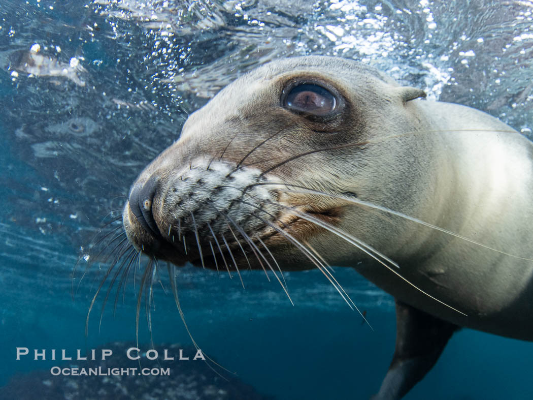 Inquisitive young California sea lion underwater, this is a pup-of-the-year born in June and only about five months old, Coronado Islands near San Diego, Baja California, Mexico., Zalophus californianus, natural history stock photograph, photo id 40774