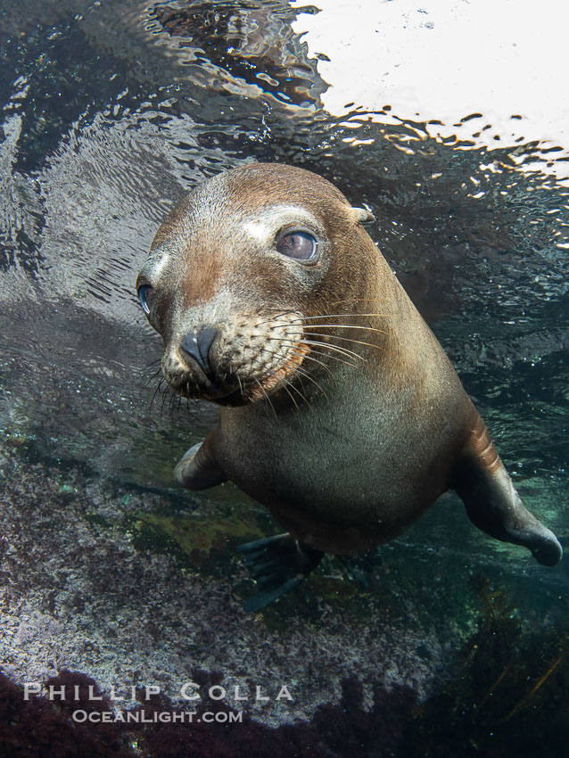 Inquisitive young California sea lion underwater, this is a pup-of-the-year born in June and only about five months old, Coronado Islands near San Diego, Baja California, Mexico, Zalophus californianus, Coronado Islands (Islas Coronado) Inquisitive young California sea lion underwater, this is a pup-of-the-year born in June and only about five months old, Coronado Islands near San Diego, Baja California, Mexico, Zalophus californianus, Coronado Islands (Islas Coronado)