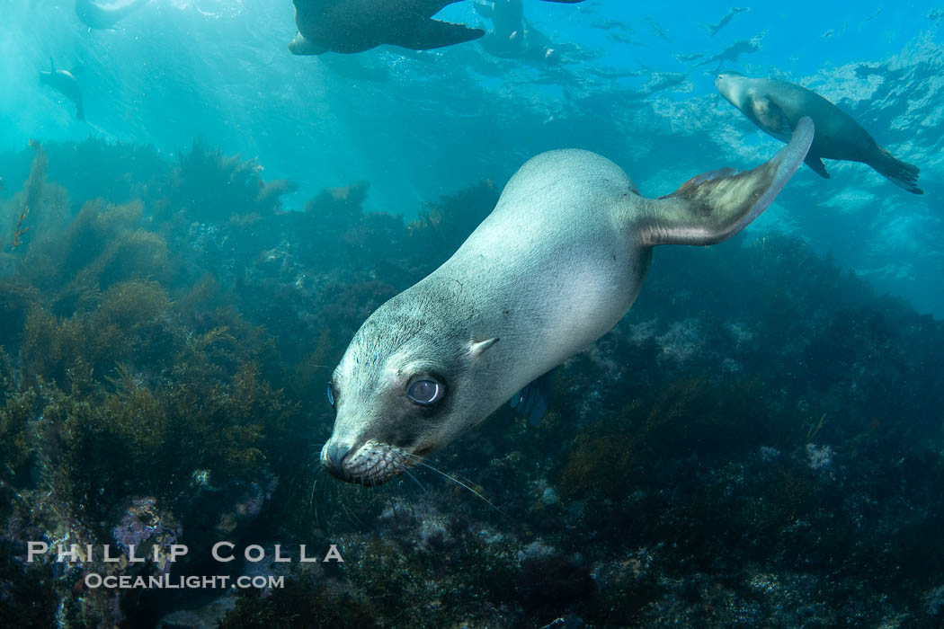 Inquisitive young California sea lion underwater, this is a pup-of-the-year born in June and only about five months old, Coronado Islands near San Diego, Baja California, Mexico., Zalophus californianus, natural history stock photograph, photo id 40728