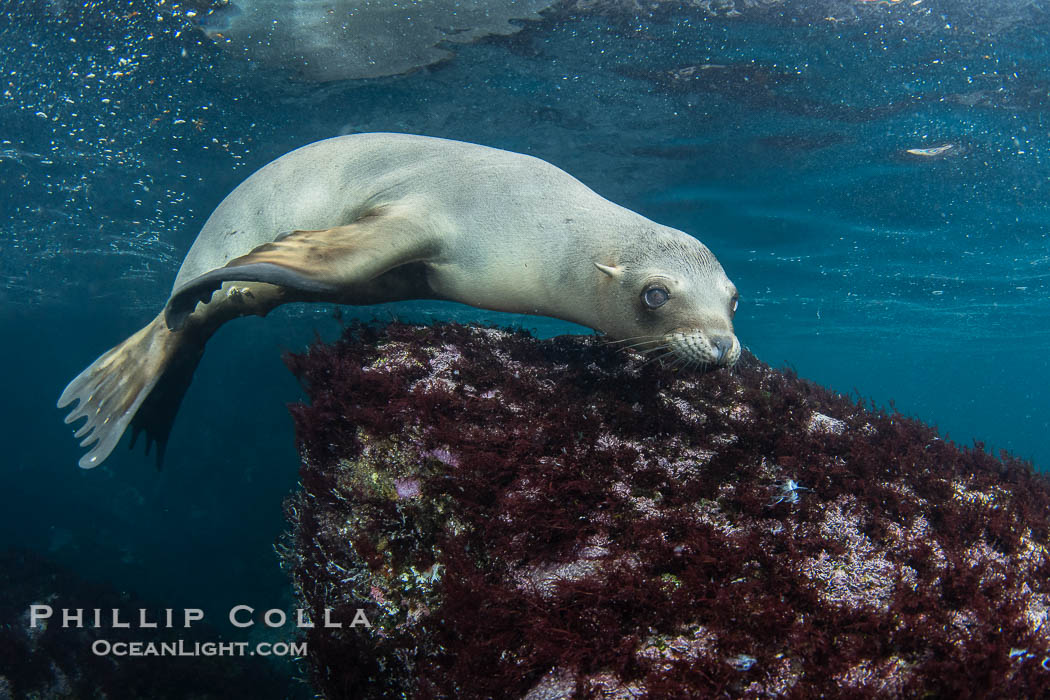 Inquisitive young California sea lion underwater, this is a pup-of-the-year born in June and only about five months old, Coronado Islands near San Diego, Baja California, Mexico., Zalophus californianus, natural history stock photograph, photo id 40771