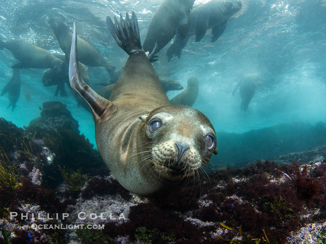 Inquisitive young California sea lion underwater, this is a pup-of-the-year born in June and only about five months old, Coronado Islands near San Diego, Baja California, Mexico, Zalophus californianus, Coronado Islands (Islas Coronado) Inquisitive young California sea lion underwater, this is a pup-of-the-year born in June and only about five months old, Coronado Islands near San Diego, Baja California, Mexico, Zalophus californianus, Coronado Islands (Islas Coronado)