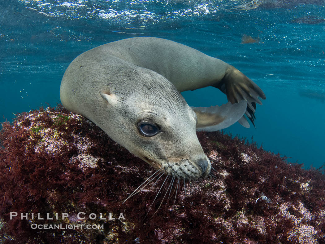 Inquisitive young California sea lion underwater, this is a pup-of-the-year born in June and only about five months old, Coronado Islands near San Diego, Baja California, Mexico., Zalophus californianus, natural history stock photograph, photo id 40769