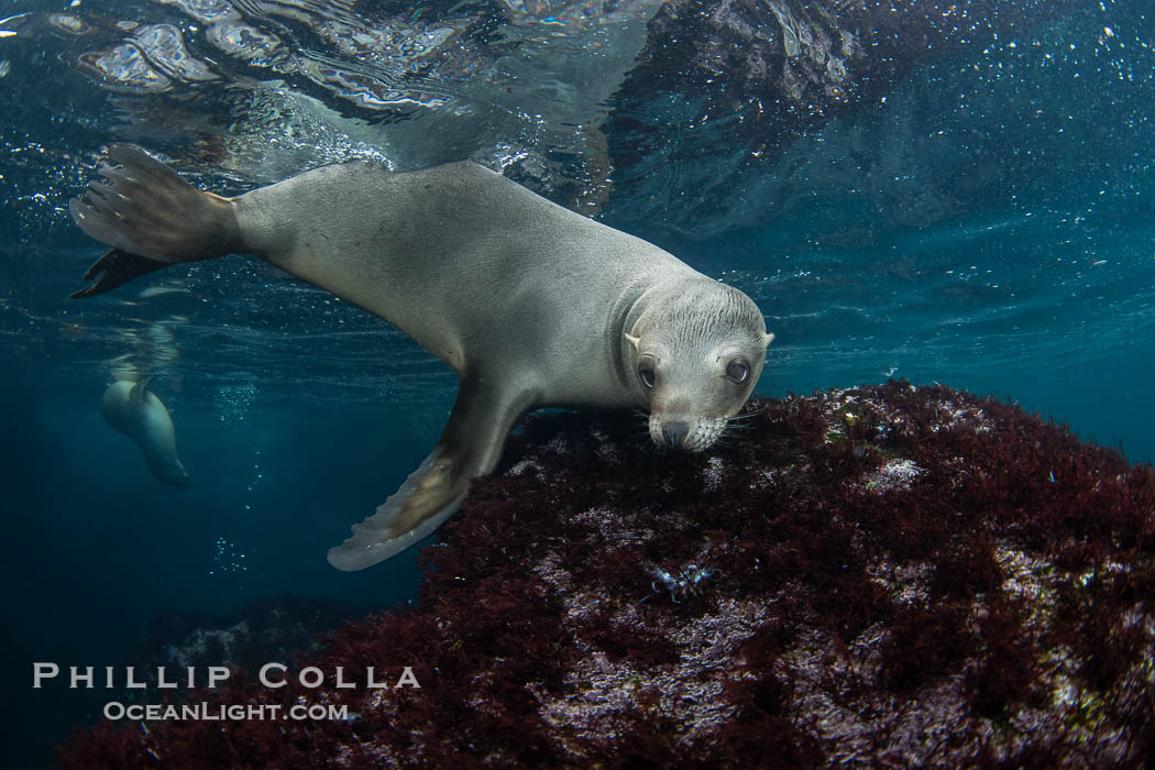 Inquisitive young California sea lion underwater, this is a pup-of-the-year born in June and only about five months old, Coronado Islands near San Diego, Baja California, Mexico, Zalophus californianus, Coronado Islands (Islas Coronado) Inquisitive young California sea lion underwater, this is a pup-of-the-year born in June and only about five months old, Coronado Islands near San Diego, Baja California, Mexico, Zalophus californianus, Coronado Islands (Islas Coronado)