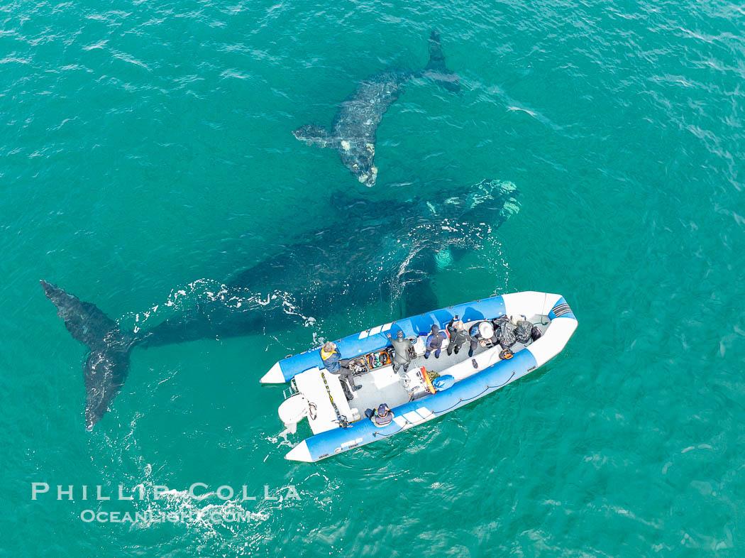 Inquisitive southern right whale mother and calf visits a boat, Eubalaena australis, aerial photo. Puerto Piramides, Chubut, Argentina, Eubalaena australis, natural history stock photograph, photo id 38302