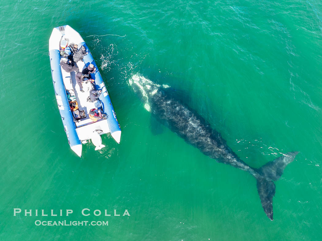 Inquisitive southern right whale visits a boat, Eubalaena australis, aerial photo. Puerto Piramides, Chubut, Argentina, Eubalaena australis, natural history stock photograph, photo id 38322