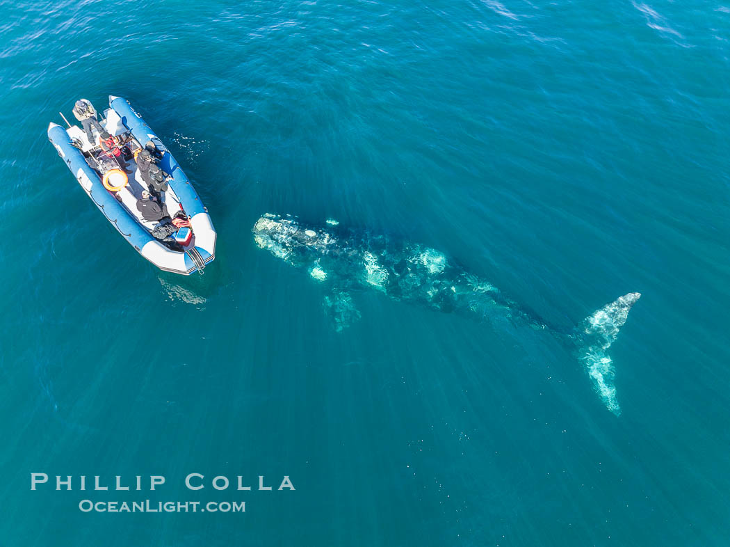 Inquisitive southern right whale visits a boat, Eubalaena australis, aerial photo. Puerto Piramides, Chubut, Argentina, Eubalaena australis, natural history stock photograph, photo id 38324