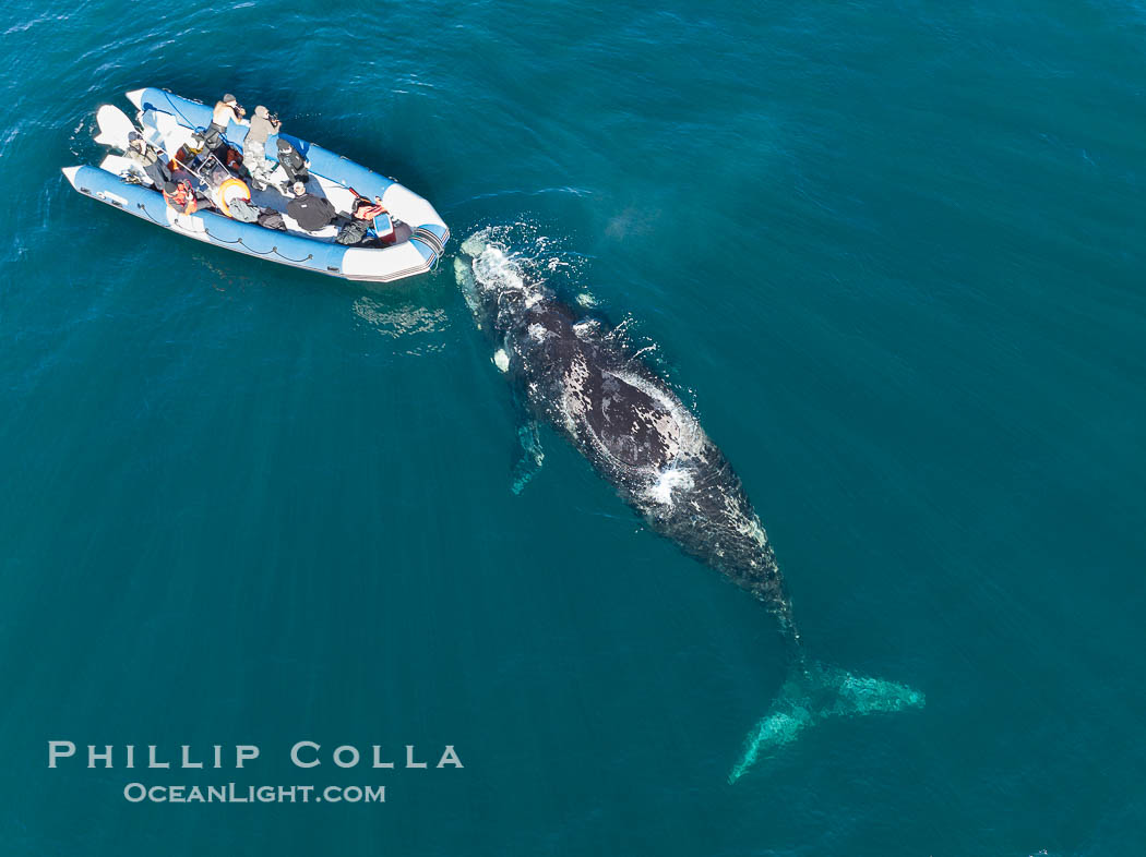 Inquisitive southern right whale visits a boat, Eubalaena australis, aerial photo. Puerto Piramides, Chubut, Argentina, Eubalaena australis, natural history stock photograph, photo id 38328