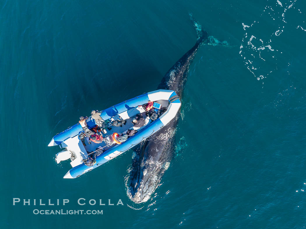 Inquisitive southern right whale visits a boat, Eubalaena australis, aerial photo. Puerto Piramides, Chubut, Argentina, Eubalaena australis, natural history stock photograph, photo id 38327