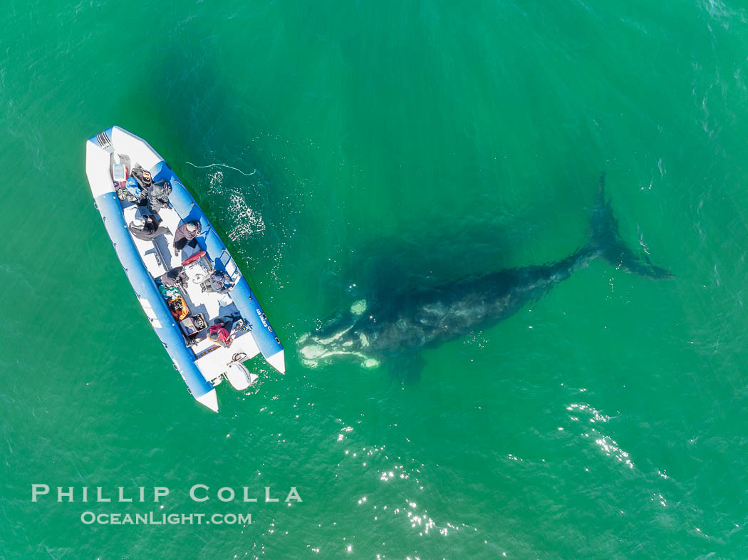 Inquisitive southern right whale visits a boat, Eubalaena australis, aerial photo. Puerto Piramides, Chubut, Argentina, Eubalaena australis, natural history stock photograph, photo id 38321