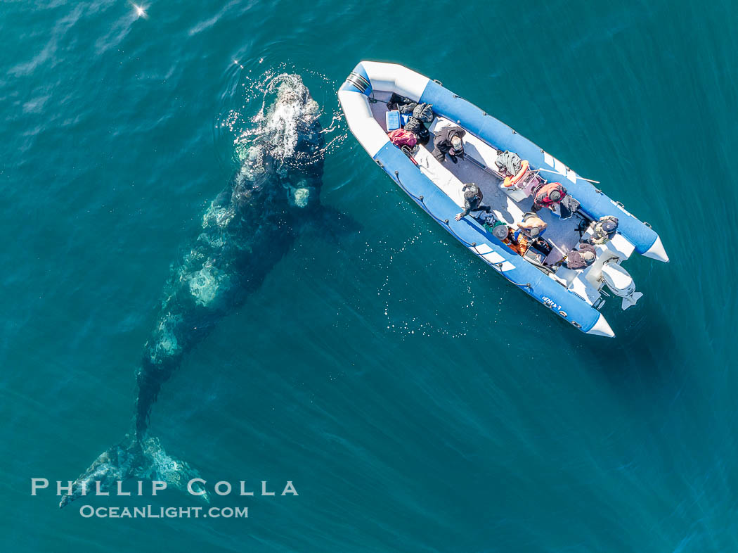 Inquisitive southern right whale visits a boat, Eubalaena australis, aerial photo. Puerto Piramides, Chubut, Argentina, Eubalaena australis, natural history stock photograph, photo id 38325