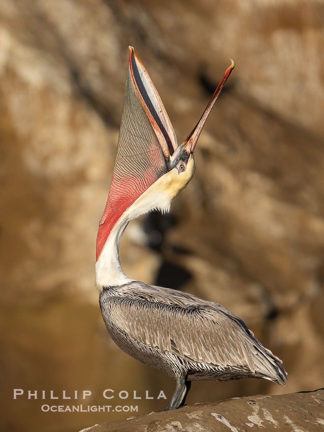 Interesting Brown Pelican Head Throw Display. This California brown pelican is arching its head and neck way back, opening its mouth in a behavior known as a head throw or bill throw. Winter adult non-breeding plumage, Pelecanus occidentalis californicus, Pelecanus occidentalis, La Jolla