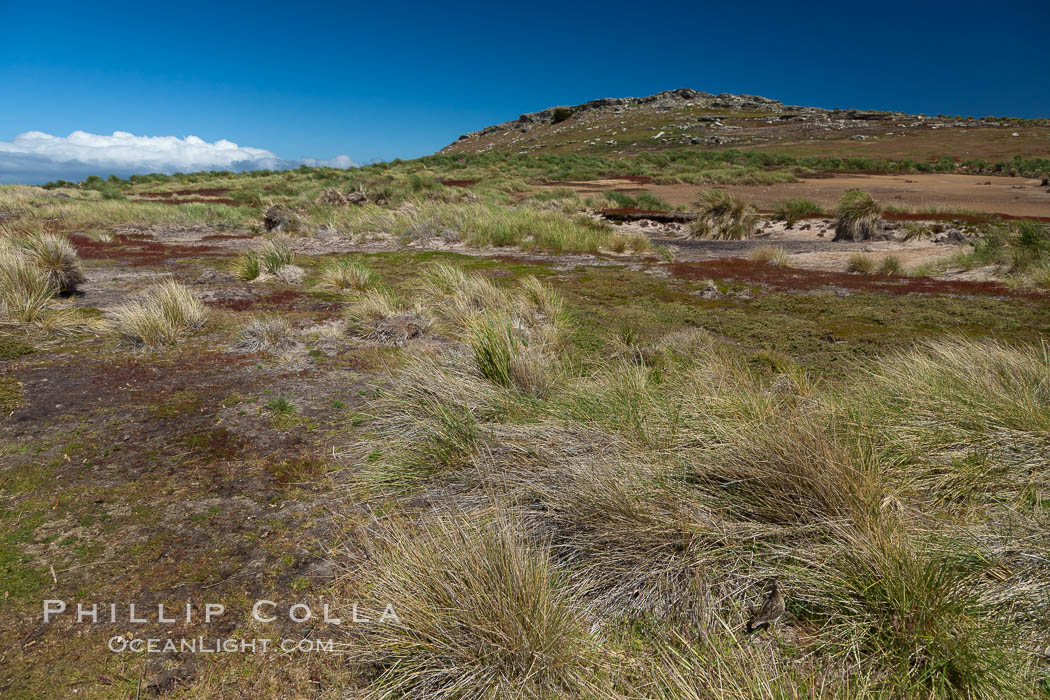 Interior of Carcass Island, with mounds of tussock grass and other low-lying vegatation. Falkland Islands, United Kingdom, natural history stock photograph, photo id 24068