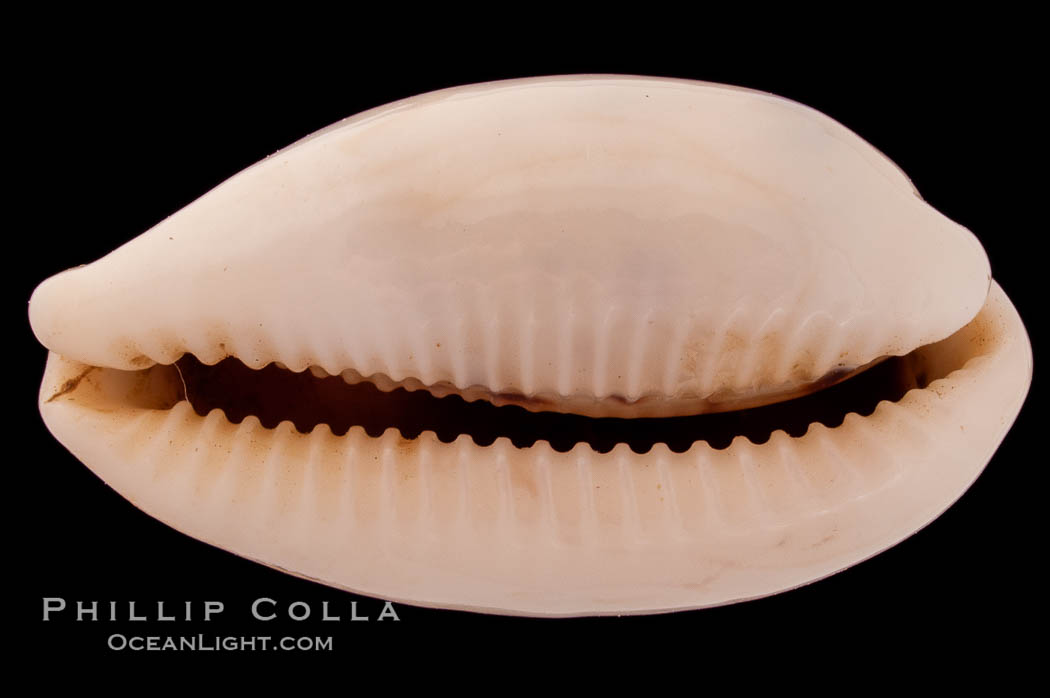 Interrupted Cowrie., Cypraea interrupta, natural history stock photograph, photo id 08414