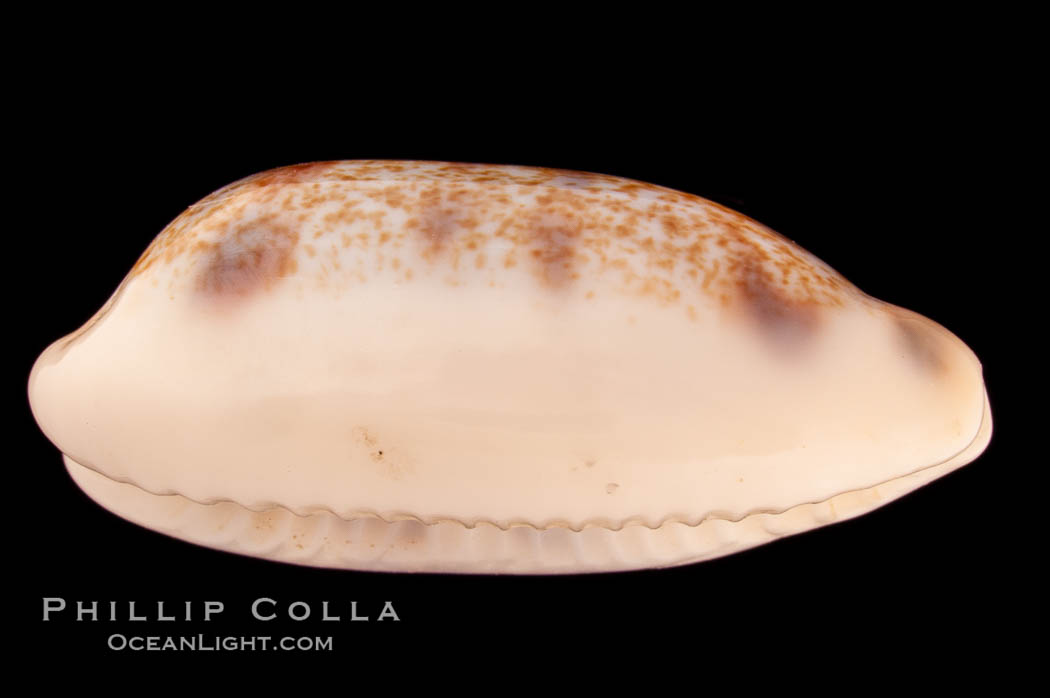 Interrupted Cowrie., Cypraea interrupta, natural history stock photograph, photo id 08191