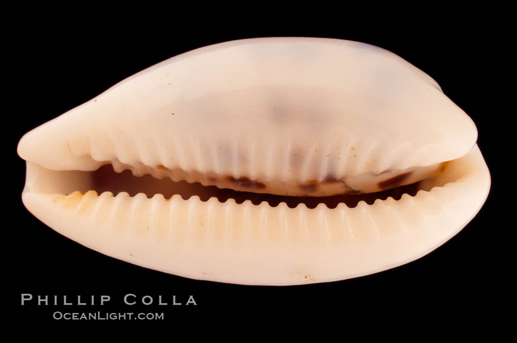 Interrupted Cowrie., Cypraea interrupta, natural history stock photograph, photo id 08190