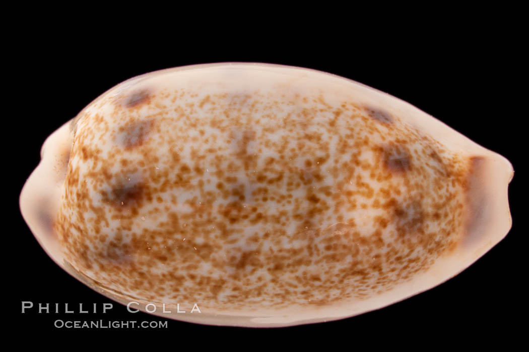 Interrupted Cowrie., Cypraea interrupta, natural history stock photograph, photo id 08413